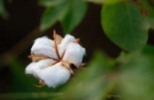 Cotton prices are much higher than this time last year and could present good selling opportunities for producers. 